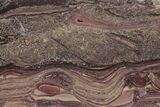 Polished Domal Stromatolite Slab - Billion Years Old #221458-1